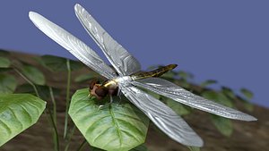 3d 3ds animations dragon fly