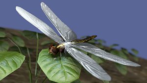 Dragon fly low poly, rigged and animated