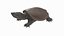 3D common snapping turtle model