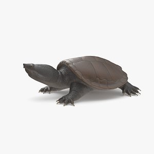 3D common snapping turtle model