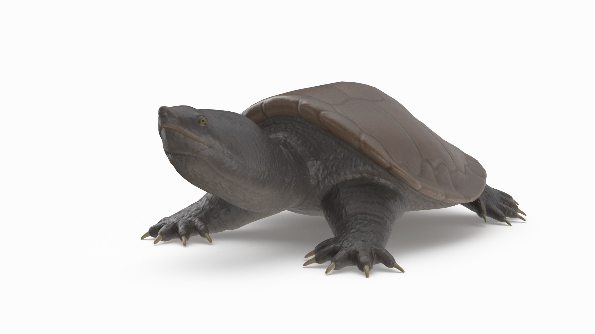 3d Common Snapping Turtle Model - Turbosquid 1466049