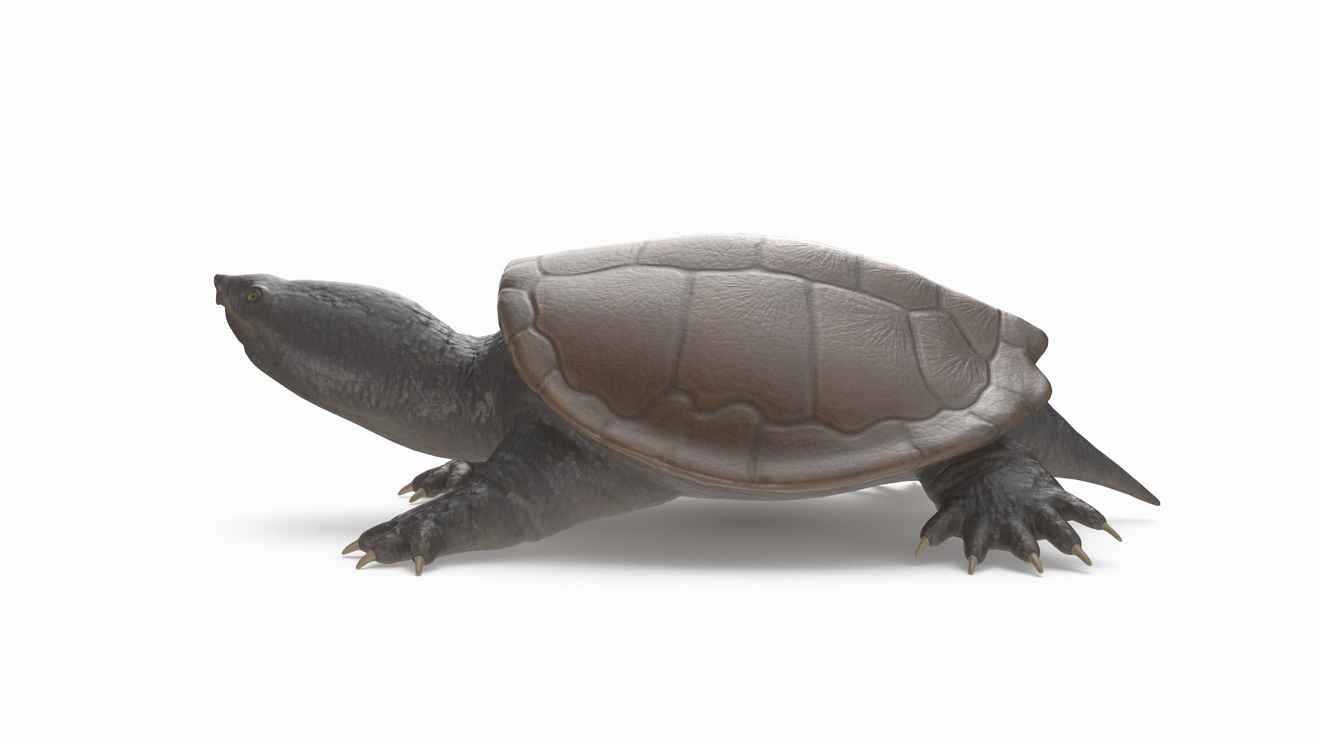 3D Common Snapping Turtle Model - TurboSquid 1466049