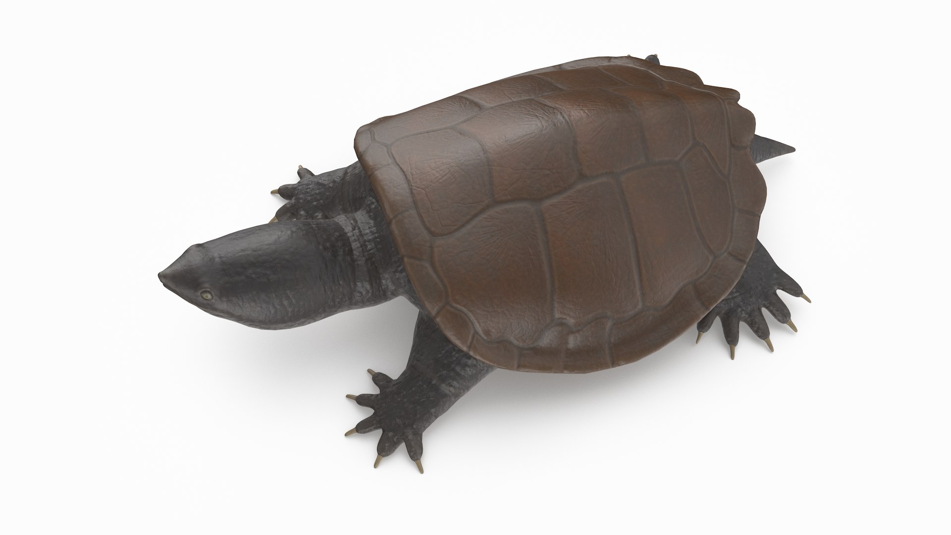 3D Common Snapping Turtle Model - TurboSquid 1466049