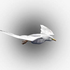 3D Seagull rigged 3d model model