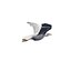 Seagull rigged 3d model
