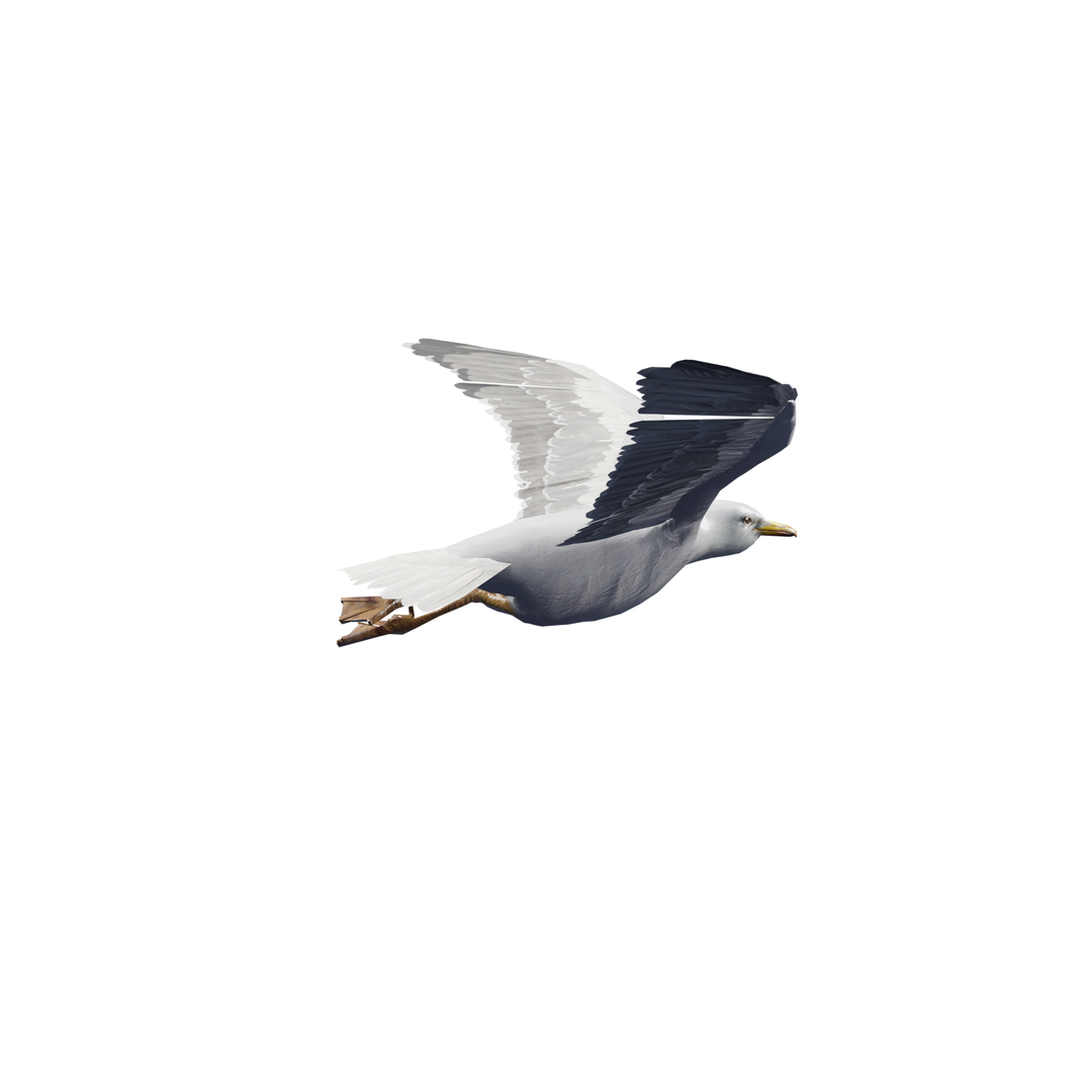 3D Seagull rigged 3d model model https://p.turbosquid.com/ts-thumb/NA/d61bmt/fs/seagul/png/1768886542/1920x1080/turn_fit_q99/98fb2df36b5bd57990827fed33855aa5074548e1/seagul-1.jpg