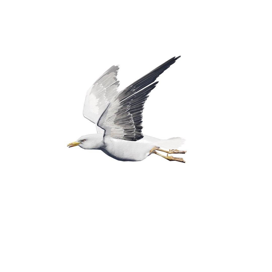 3D Seagull rigged 3d model model https://p.turbosquid.com/ts-thumb/NA/d61bmt/oG/seagul_010/png/1768886509/1920x1080/fit_q87/e1743d34541d6918b6709722a9f11d2c76fd8abb/seagul_010.jpg