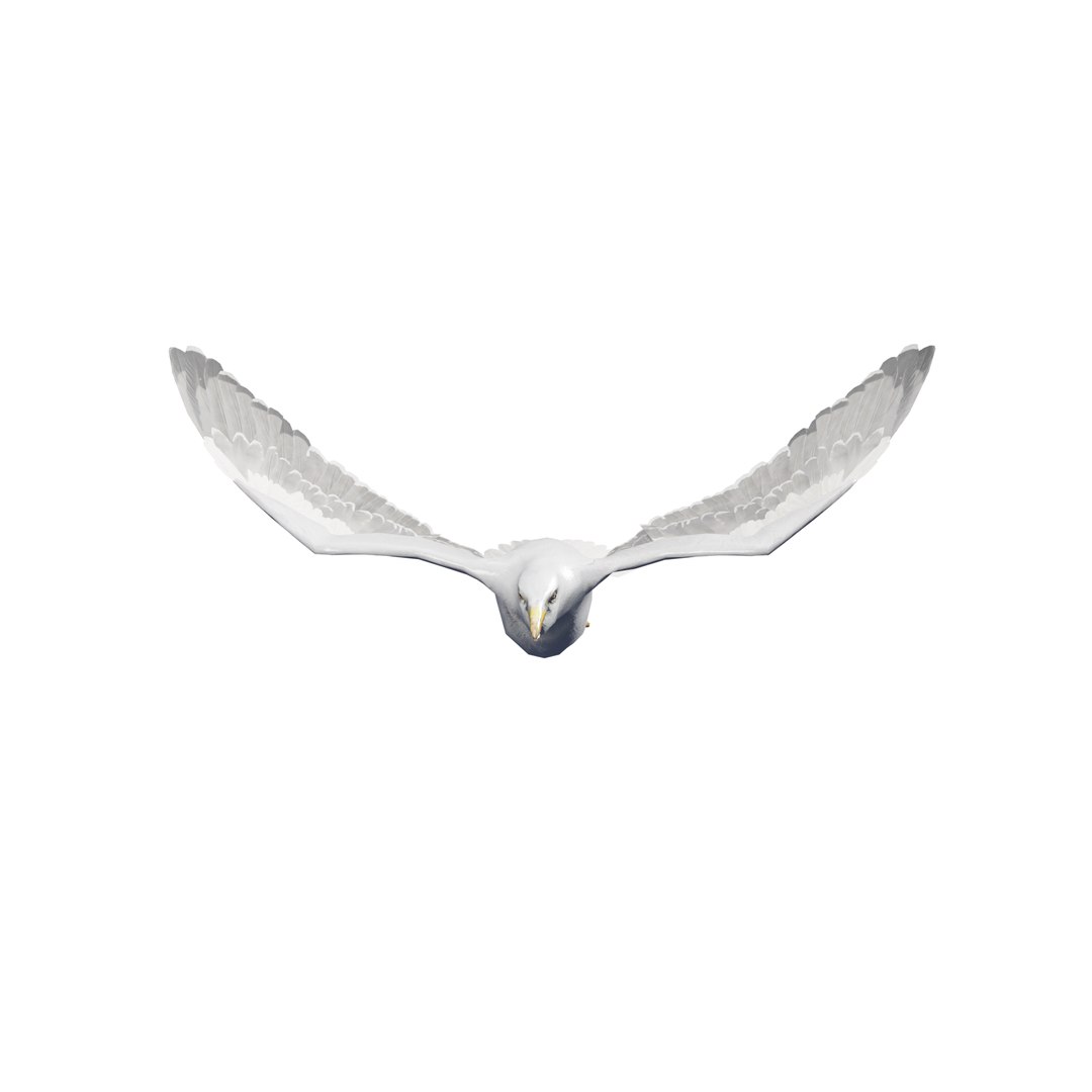 3D Seagull rigged 3d model model https://p.turbosquid.com/ts-thumb/NA/d61bmt/pZ/seagul_014/png/1768886510/1920x1080/fit_q87/00079315eb93e546fa35917a6d425af037c8fbae/seagul_014.jpg
