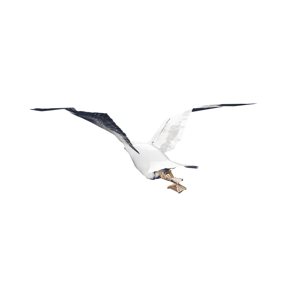 3D Seagull rigged 3d model model https://p.turbosquid.com/ts-thumb/NA/d61bmt/ph/seagul_006/png/1768886508/1920x1080/fit_q87/d4f683565686c82c7117bed8cca6ed24d303cb0c/seagul_006.jpg