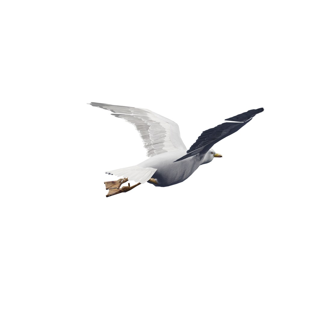 3D Seagull rigged 3d model model https://p.turbosquid.com/ts-thumb/NA/d61bmt/xh/seagul_002/png/1768886507/1920x1080/fit_q87/c51019c3ccb4fee7907a4a47239bd51cb07a053a/seagul_002.jpg