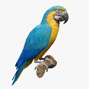 Blue and Gold Macaw