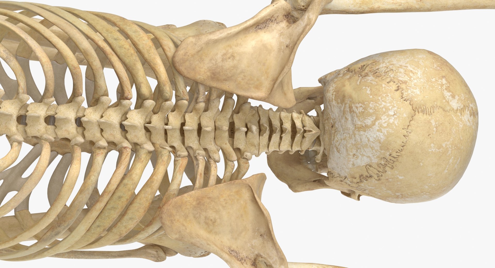 3D Real Human Female Skeleton Pose 112 https://p.turbosquid.com/ts-thumb/NA/mUSGke/Ar/human_female_skeleton_pose_112_thumbnail_0012/jpg/1639666310/1920x1080/fit_q87/55e4372355df89557f39df0678d95976052d58aa/human_female_skeleton_pose_112_thumbnail_0012.jpg