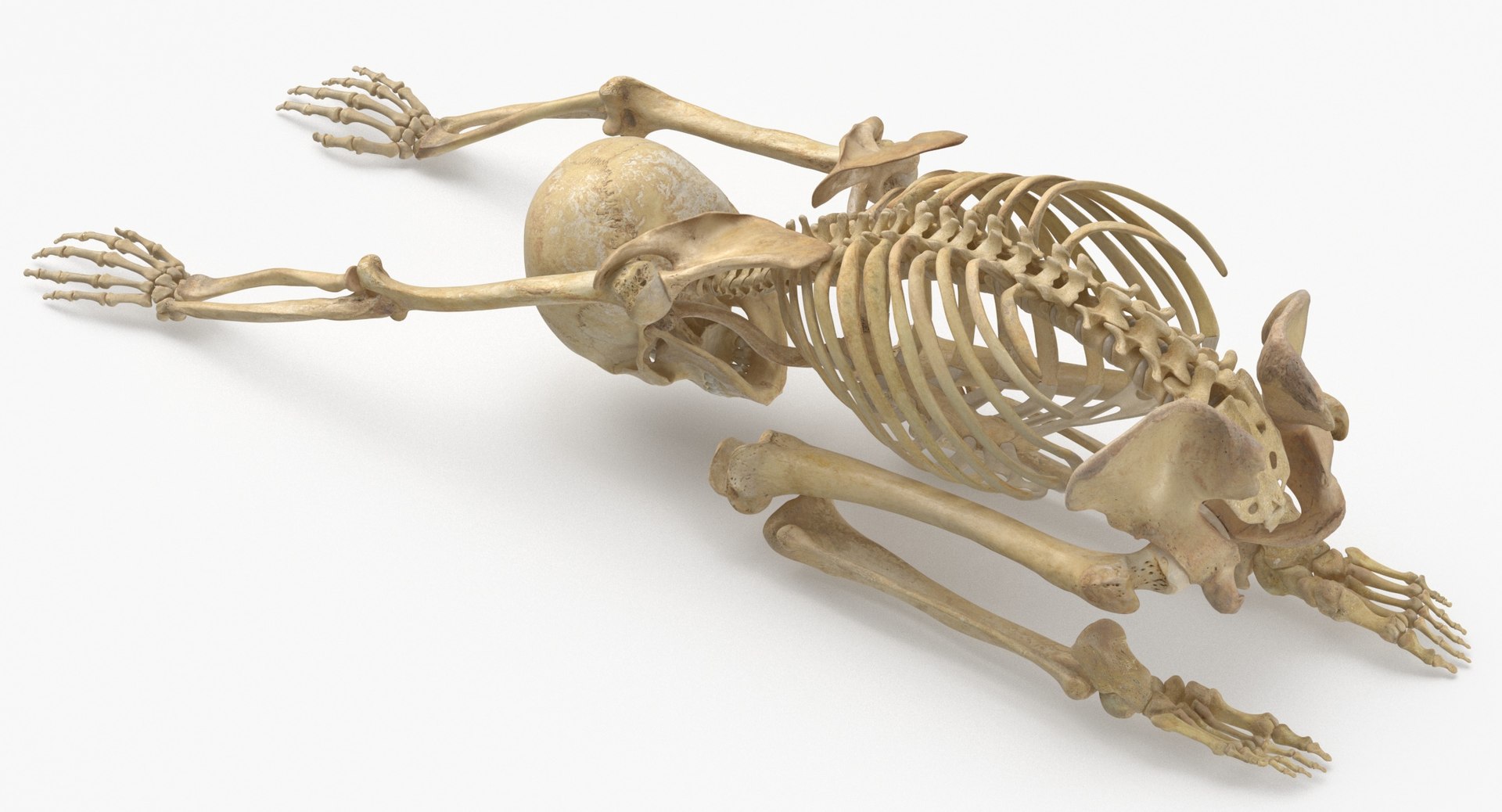 3D Real Human Female Skeleton Pose 112 https://p.turbosquid.com/ts-thumb/NA/mUSGke/MZ/human_female_skeleton_pose_112_thumbnail_0004/jpg/1639666297/1920x1080/fit_q87/9f1f61bffafbc8766bb61727682b90cfbace0810/human_female_skeleton_pose_112_thumbnail_0004.jpg