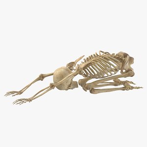 3D Real Human Female Skeleton Pose 112