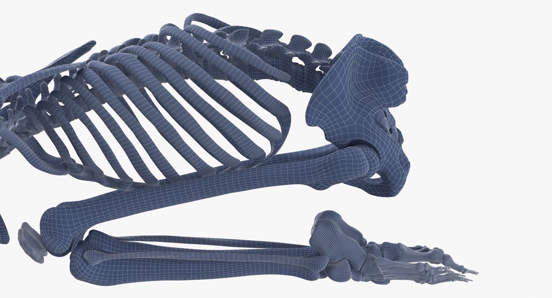 3D Real Human Female Skeleton Pose 112 https://p.turbosquid.com/ts-thumb/NA/mUSGke/ZI/human_female_skeleton_pose_112_wireframe_0016/jpg/1639666319/1920x1080/fit_q87/1222cf8eb722262a62af18e5be2ff3f54708211f/human_female_skeleton_pose_112_wireframe_0016.jpg