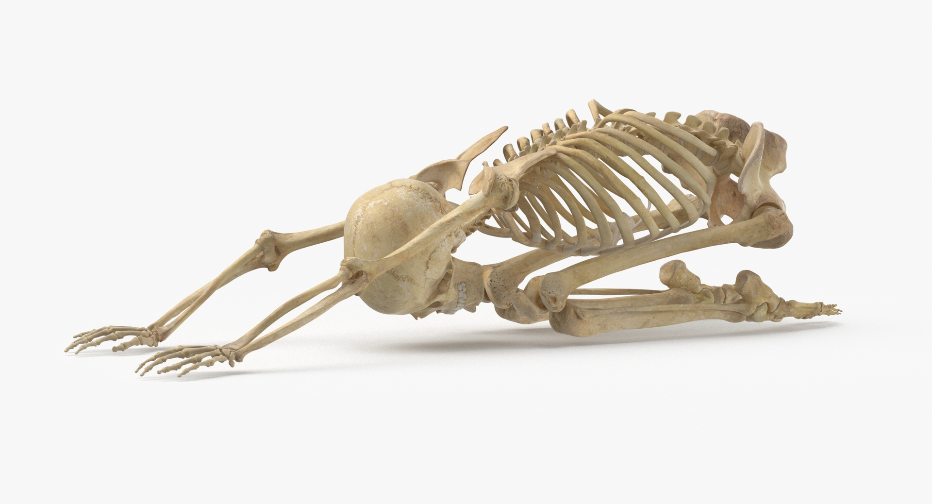 3D Real Human Female Skeleton Pose 112 https://p.turbosquid.com/ts-thumb/NA/mUSGke/lo/0000/jpg/1639666331/1920x1080/turn_fit_q99/85b6203947b6e0b8156cd0dfc0b31e887755e358/0000-1.jpg
