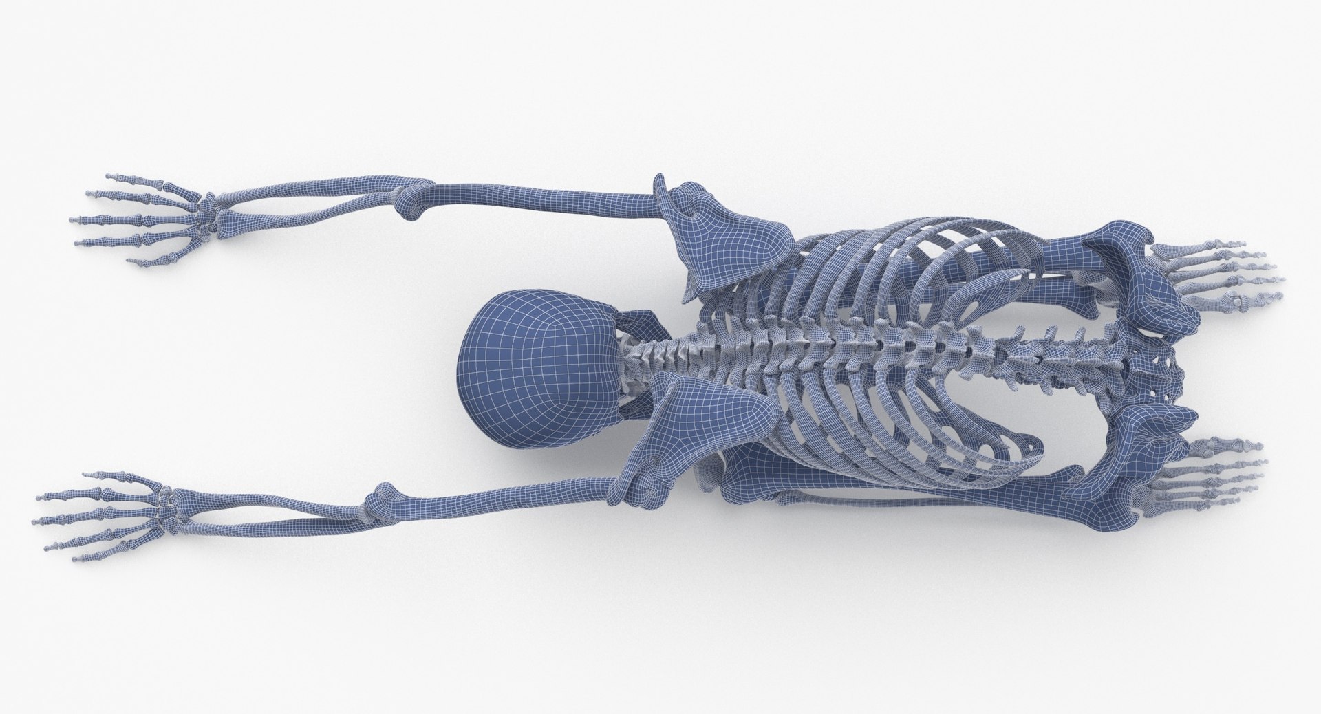3D Real Human Female Skeleton Pose 112 https://p.turbosquid.com/ts-thumb/NA/mUSGke/ov/human_female_skeleton_pose_112_wireframe_0006/jpg/1639666304/1920x1080/fit_q87/608a561fa0f90cd9323b0a714e1b625c604c2249/human_female_skeleton_pose_112_wireframe_0006.jpg