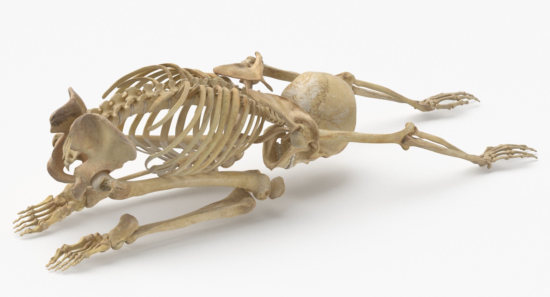 3D Real Human Female Skeleton Pose 112 https://p.turbosquid.com/ts-thumb/NA/mUSGke/qI/human_female_skeleton_pose_112_thumbnail_0005/jpg/1639666301/1920x1080/fit_q87/560c3546699168dcd099b38d645fcd85f99f9858/human_female_skeleton_pose_112_thumbnail_0005.jpg