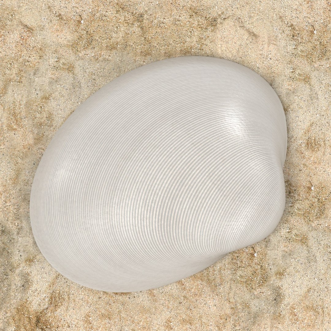 Saxidomus Gigantea 3d Model