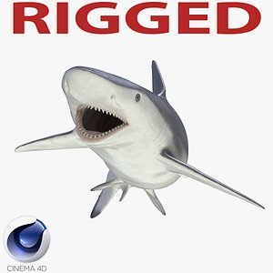 3d smalltail shark rigged model