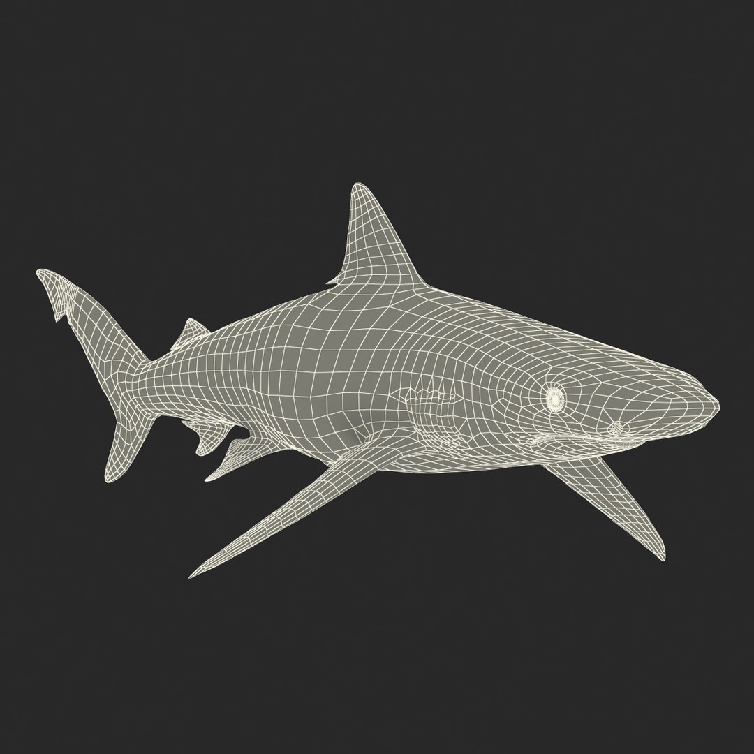 3d smalltail shark rigged model