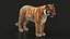 Bengal Tiger RIG XGEN
