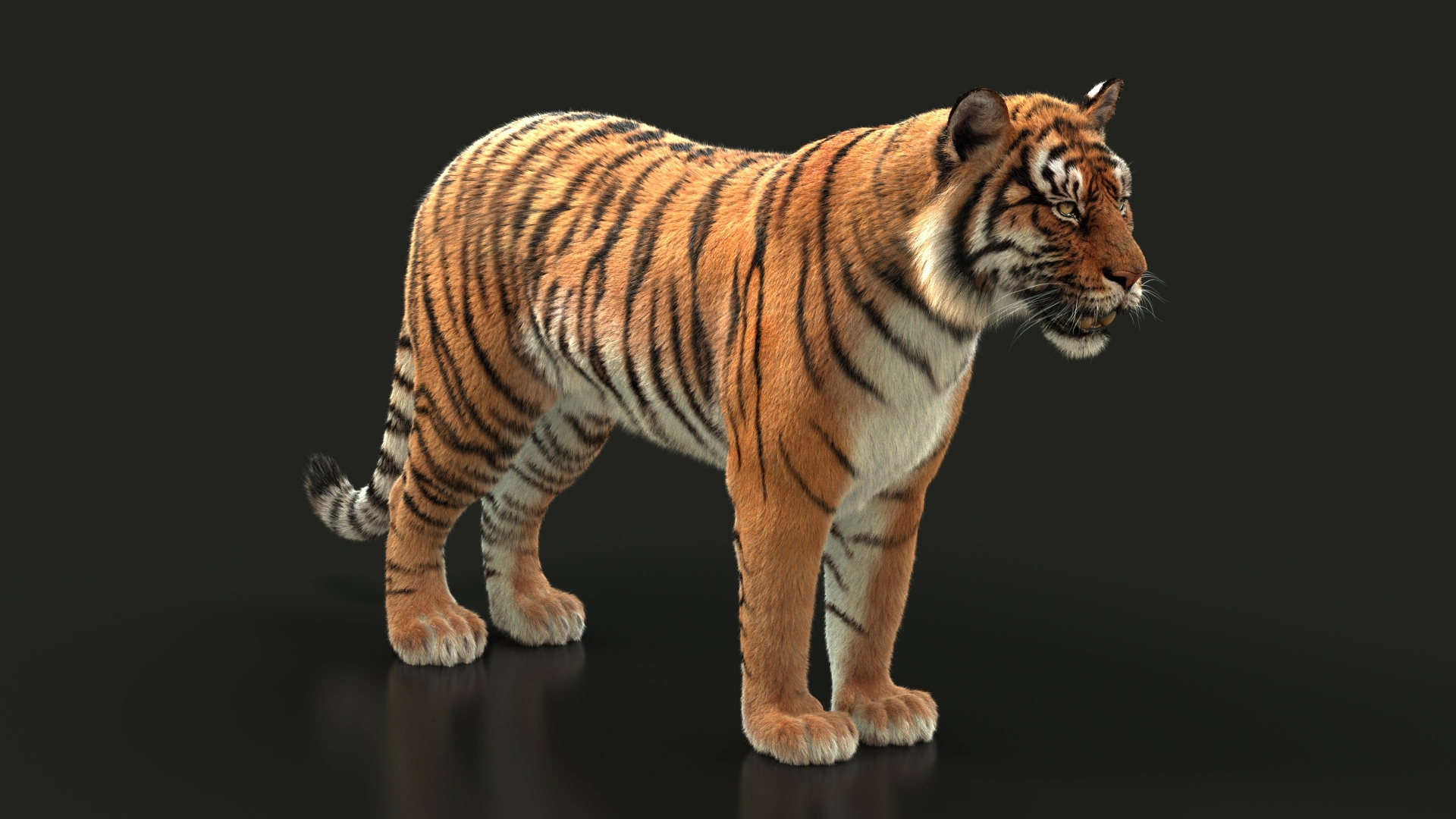 Bengal Tiger 3D Model Rigged and Low Poly Game ready - Team 3d Yard