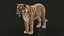 Bengal Tiger RIG XGEN