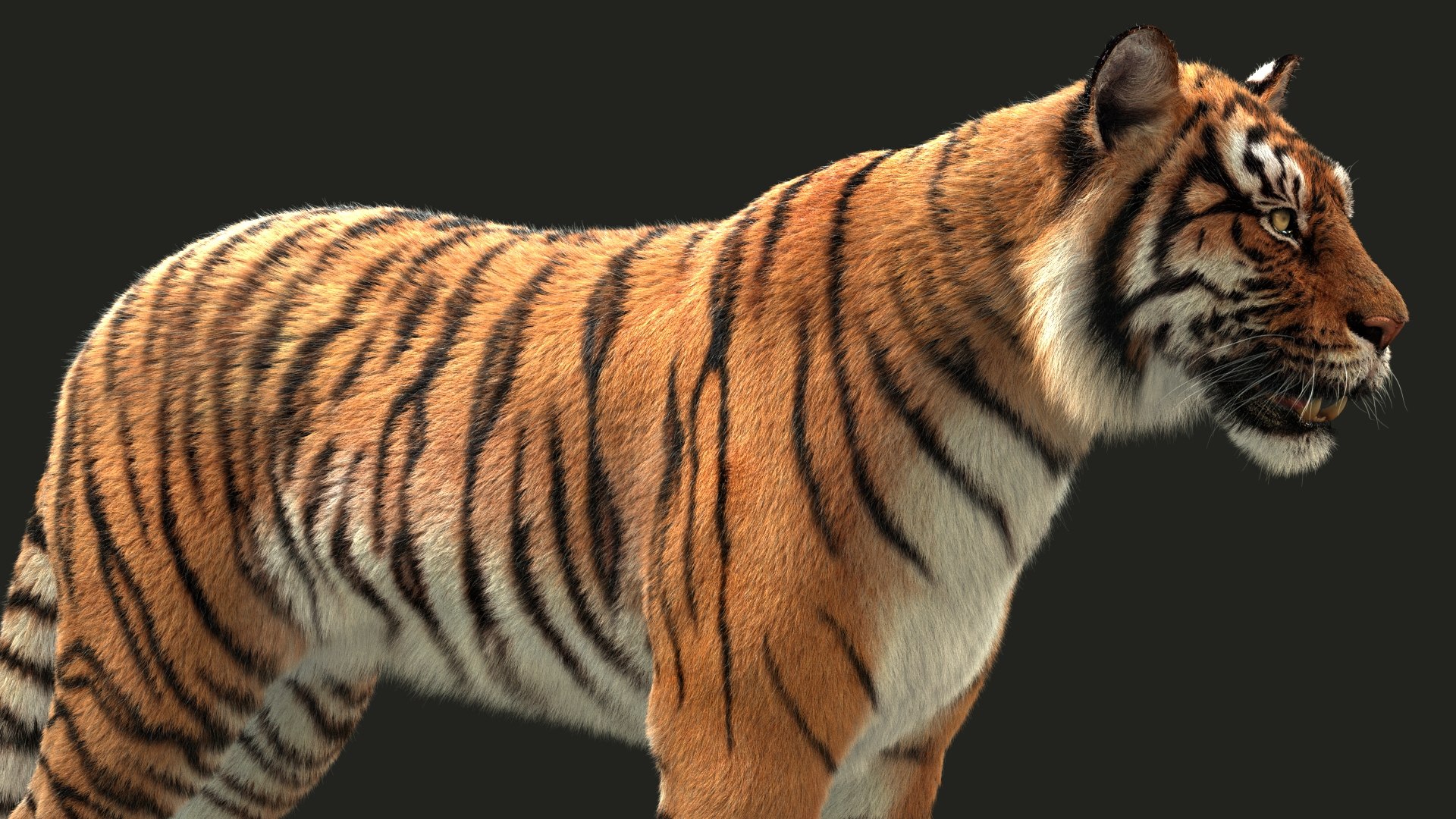3D bengal tiger model https://p.turbosquid.com/ts-thumb/NA/tVxdFY/KkWaQNBI/17/jpg/1604303609/1920x1080/fit_q87/33a9cea4a9bc33a96c72f0e3cbe93ee6971598d7/17.jpg