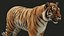 Bengal Tiger RIG XGEN