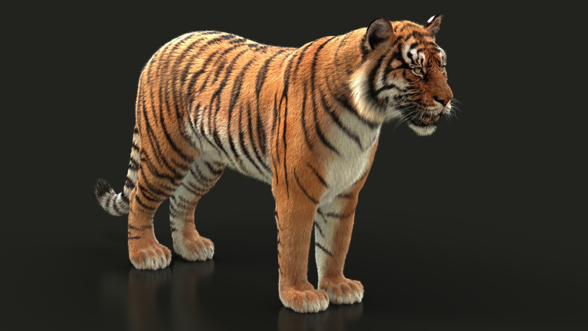 3d realistic low poly rigged high detailed bengal tiger model Low-poly 3D  Model