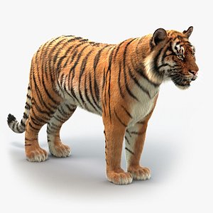 Tigre Deitado 3D model - Baixar Animais no