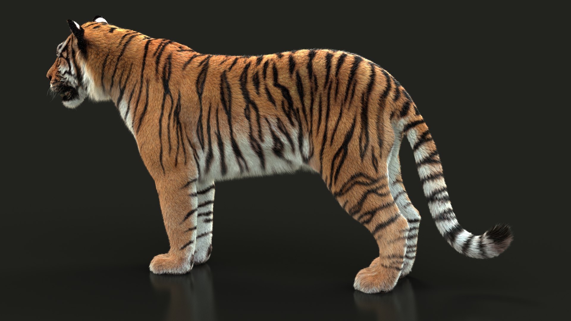 3D bengal tiger model https://p.turbosquid.com/ts-thumb/NA/tVxdFY/ZtXCnu7W/turn_1_0008/jpg/1604303632/1920x1080/fit_q87/ac4055c5d5d0eea7e3aedbb0c59d0aaa1986532e/turn_1_0008.jpg