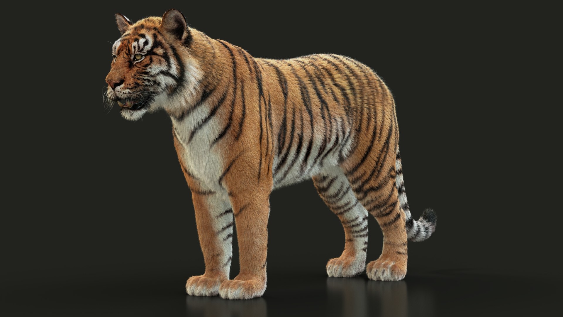 3D bengal tiger model https://p.turbosquid.com/ts-thumb/NA/tVxdFY/eMQIFSiQ/05/jpg/1604303611/1920x1080/fit_q87/6fd70deb9cd47ed89f1f4ba364972b3d912e962b/05.jpg