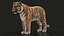 Bengal Tiger RIG XGEN