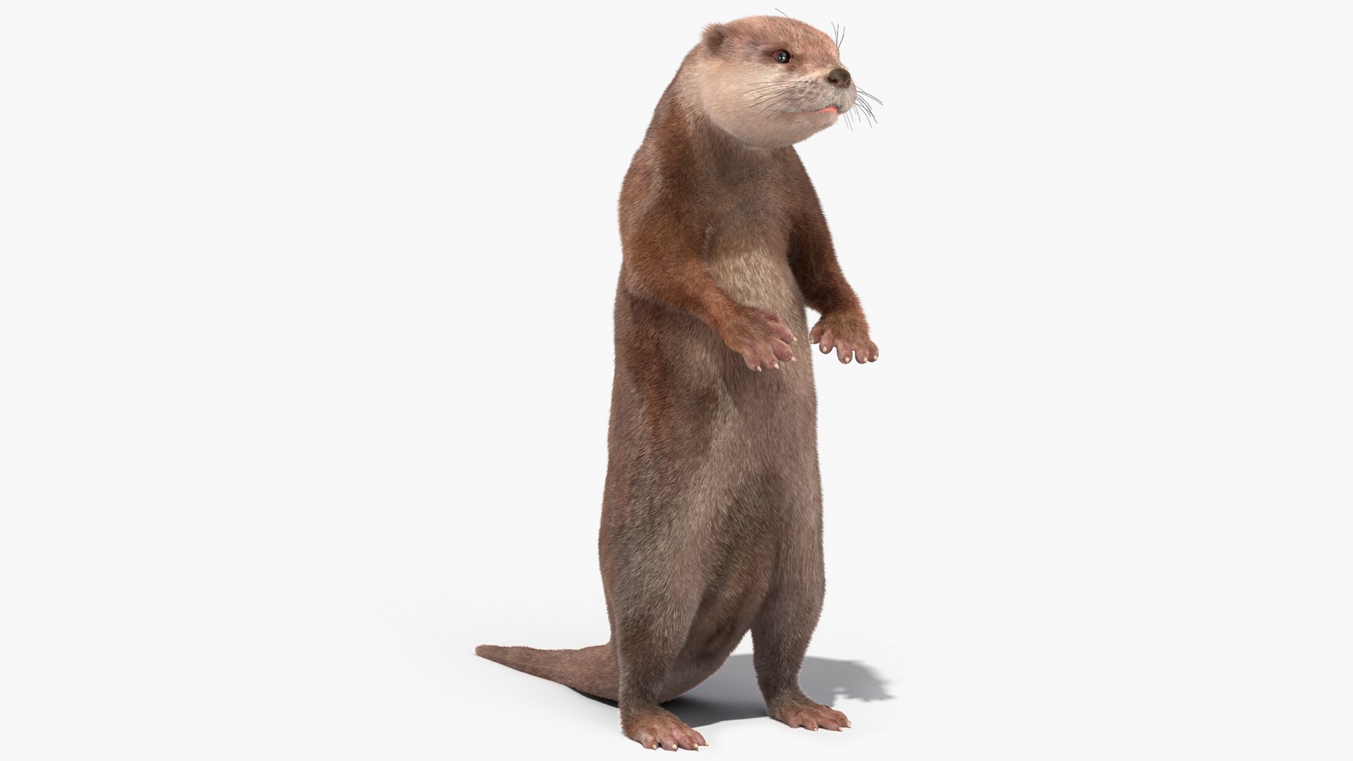 カワウソ 立ちポーズ 毛皮3Dモデル - TurboSquid 2137514