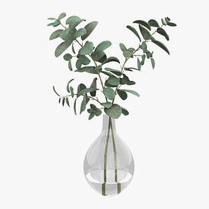 Eucalyptus Pot Plant