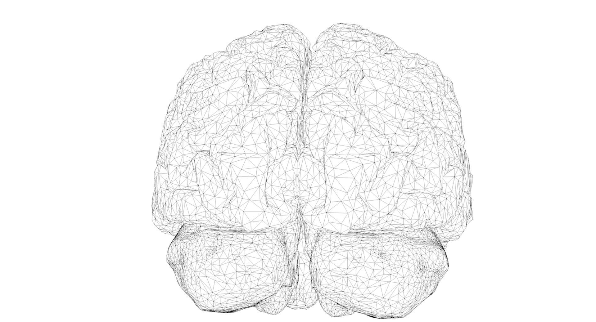 3D Human Brain Model - TurboSquid 921061