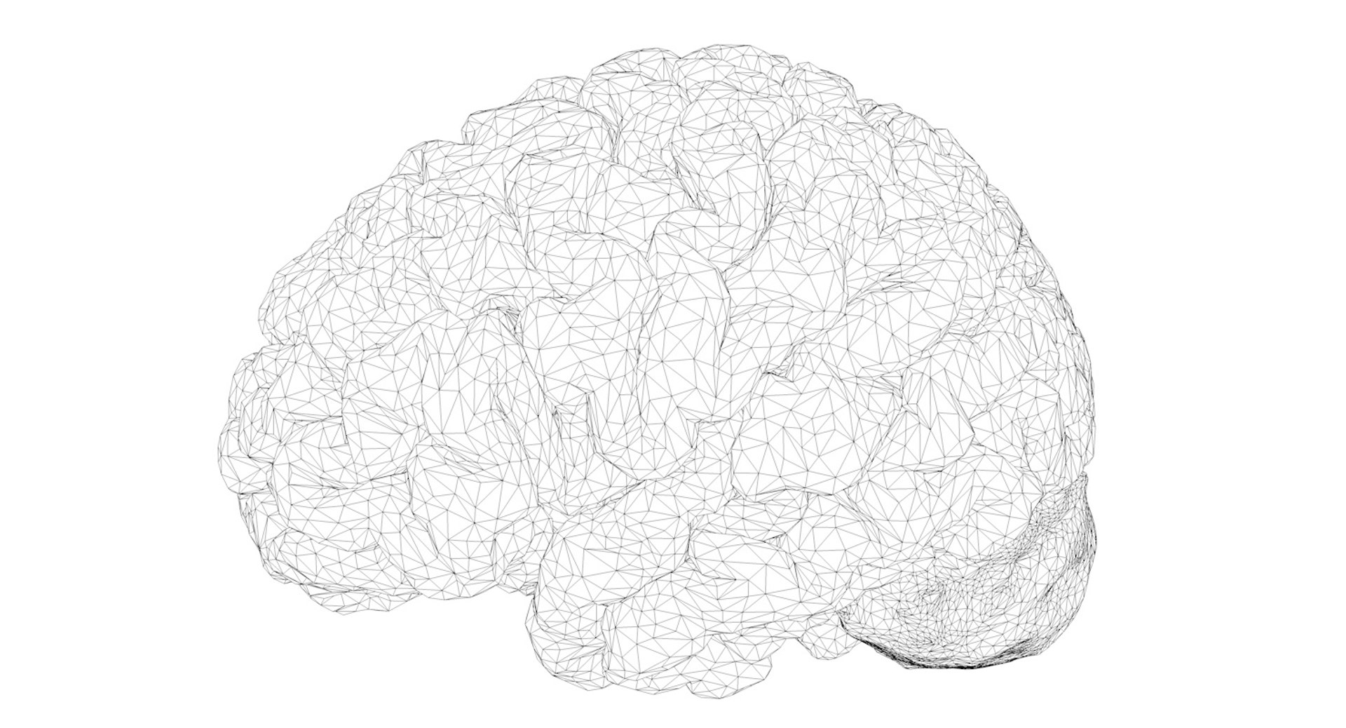3D Human Brain Model - TurboSquid 921061