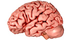 3d Brain Medically Accurate Brain Anatomy Model High Resolution