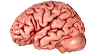 3d Brain Medically Accurate Brain Anatomy Model High Resolution