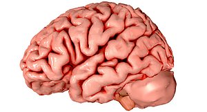 3d Brain Medically Accurate Brain Anatomy Model High Resolution