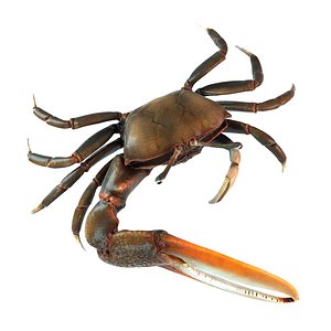 realistic crab 3d max
