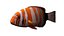 clownfish rigged 3d 3ds