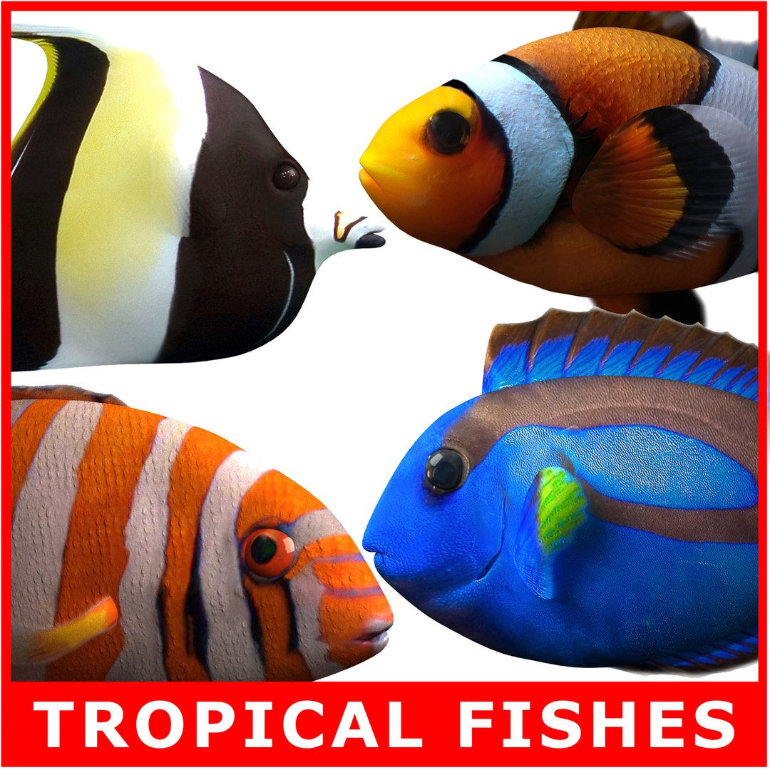 clownfish rigged 3d 3ds https://p.turbosquid.com/ts-thumb/NB/9XZRux/4ldek77e/th_00b/jpg/1581697434/1920x1080/fit_q87/0824568b23eca2f86decc013c58f5bbeafc2c477/th_00b.jpg