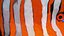clownfish rigged 3d 3ds