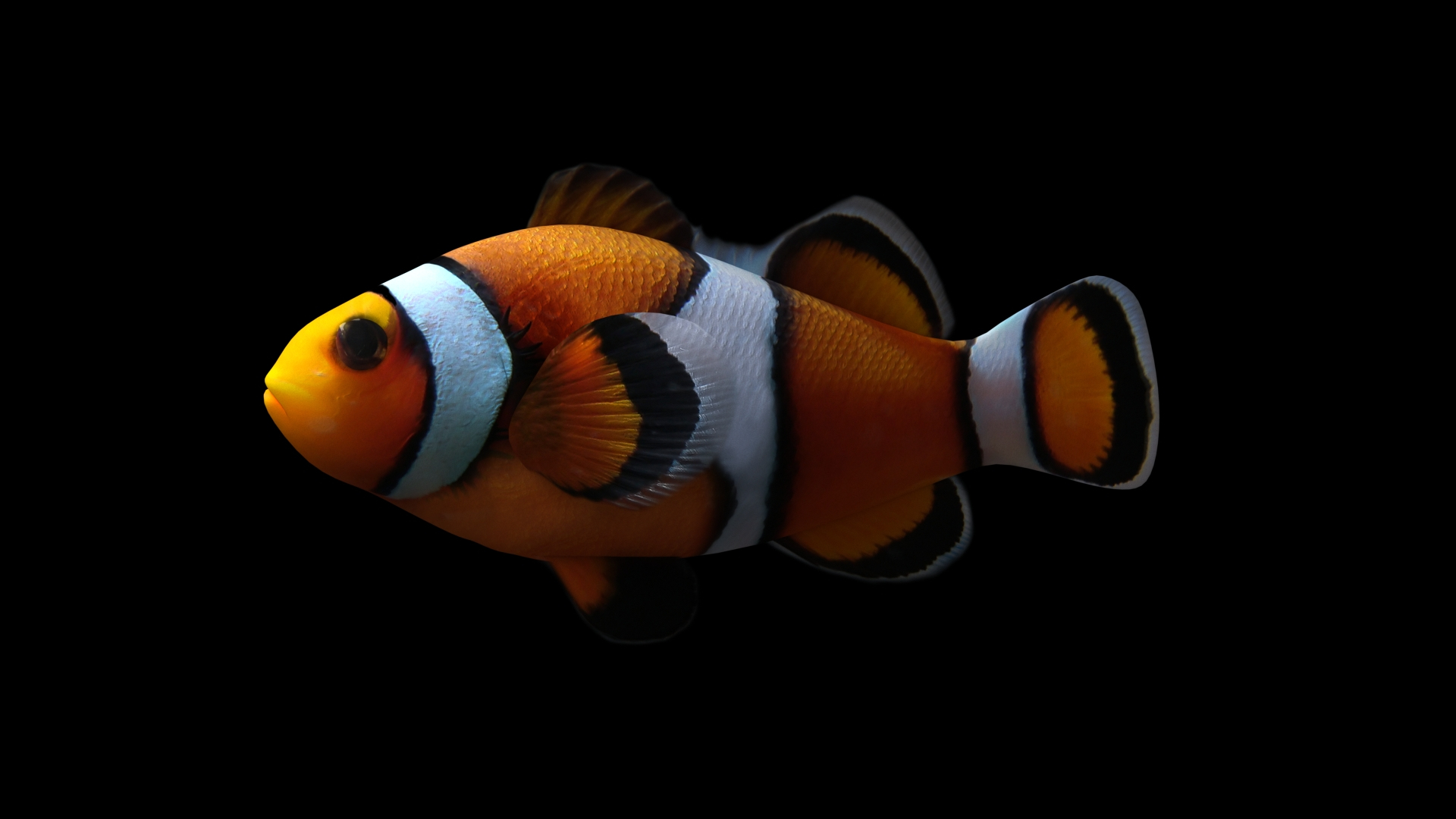 Clownfish Rigged 3d 3ds