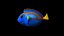 clownfish rigged 3d 3ds