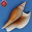 seashells v3 sea shell 3ds
