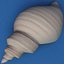 seashells v3 sea shell 3ds